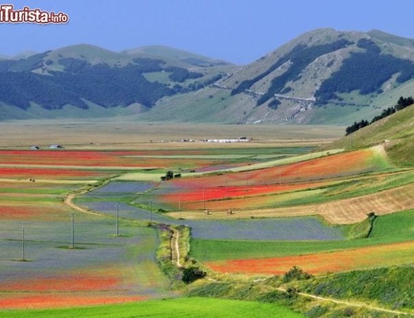 Fioritura nella piana di Castelluccio