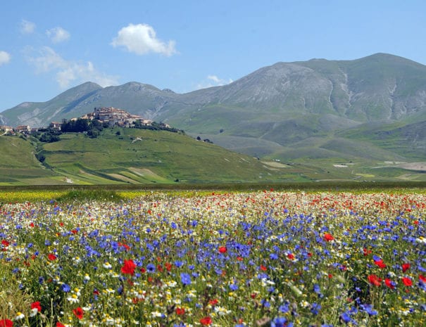 Fioritura nella piana di Castelluccio