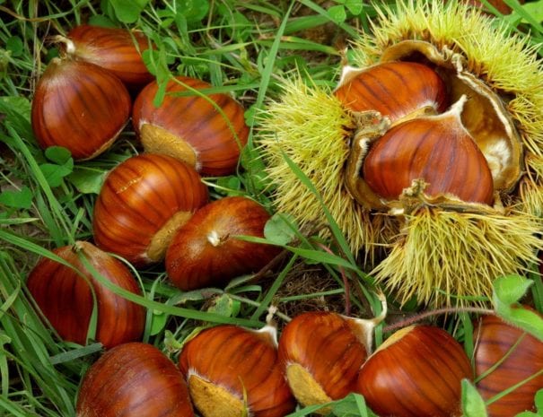 Castagne della Valnerina