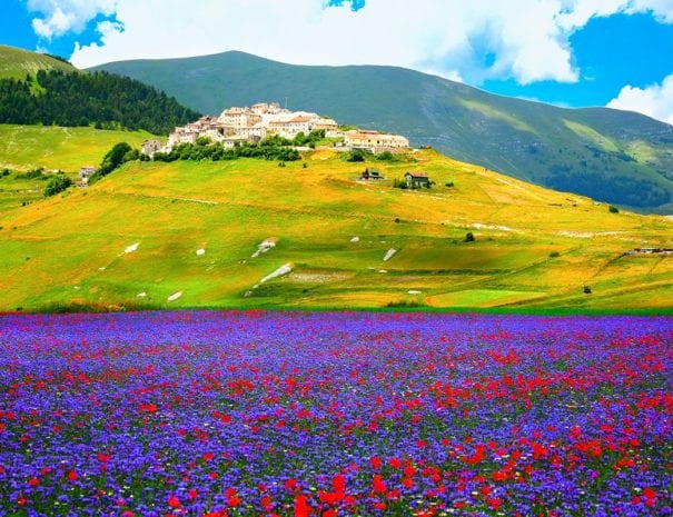 La fioritura della piana di Castelluccio