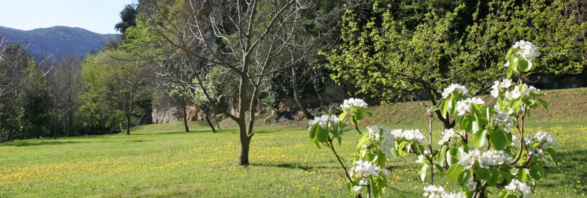 _spianata 3